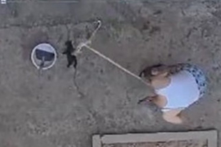 Yavru kedileri s&uuml;p&uuml;rge sapıyla &ouml;ld&uuml;ren şahıs tutuklandı