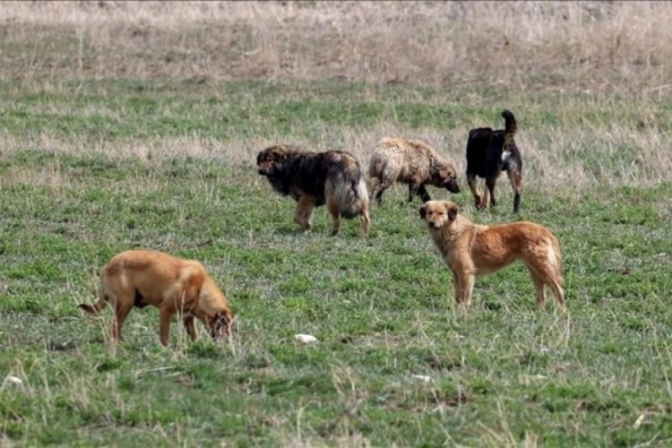 Başıboş k&ouml;pekler parkta oynayan kız &ccedil;ocuğuna saldırdı