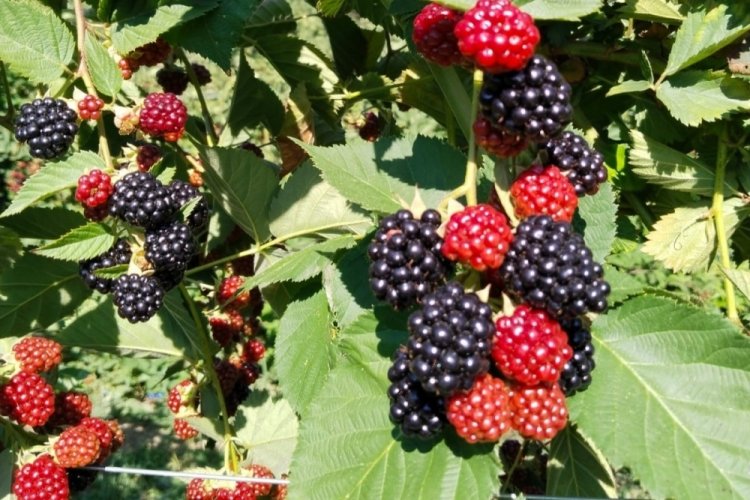 Erzincan'da ekonomiye katkı b&uuml;y&uuml;k:K&ouml;yl&uuml;n&uuml;n hasat sevinci!