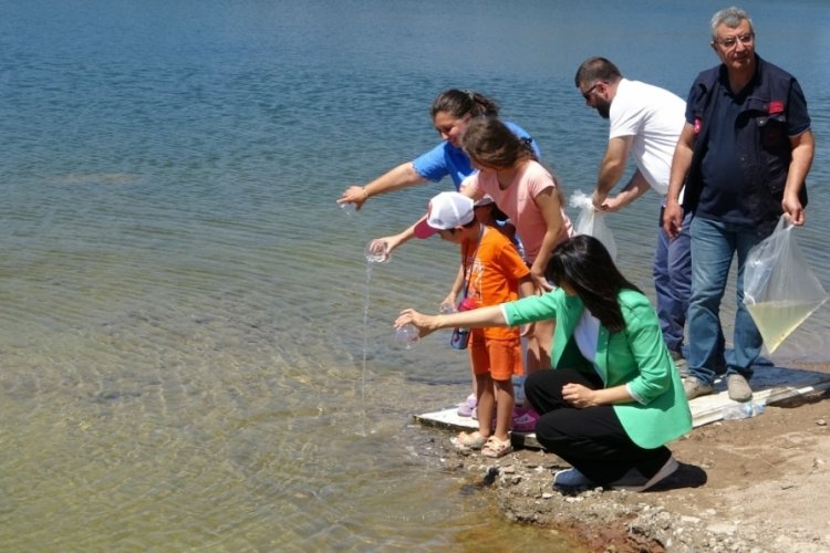 &Ccedil;anakkale'de proje &ccedil;er&ccedil;evesinde: Baraj ve g&ouml;letlere milyonlarca sazan yavrusu salındı!