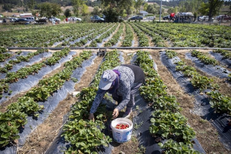 Sakarya'da satın alacakları &ccedil;ileği 1000 rakımdaki tarlada elleriyle topluyorlar