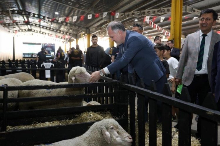 Bursa İneg&ouml;l'de K&uuml;&ccedil;&uuml;kbaş Hayvancılık Festivali i&ccedil;in geri sayım başladı