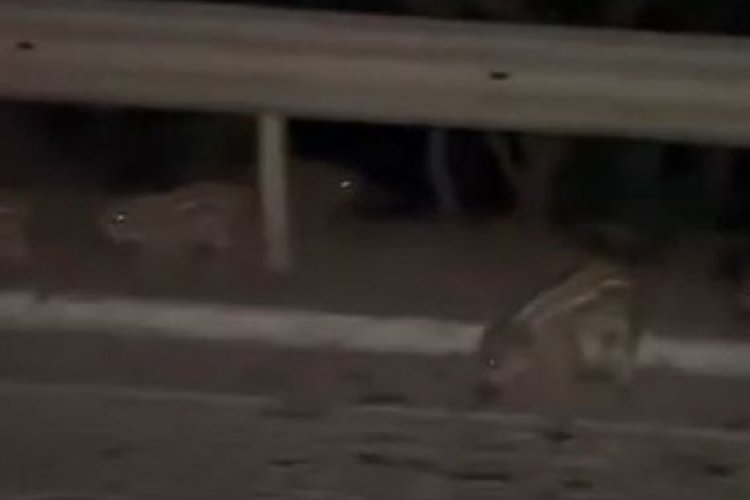 Yalova'da 2 domuz kara yolunda gezerken kameraya yansıdı!