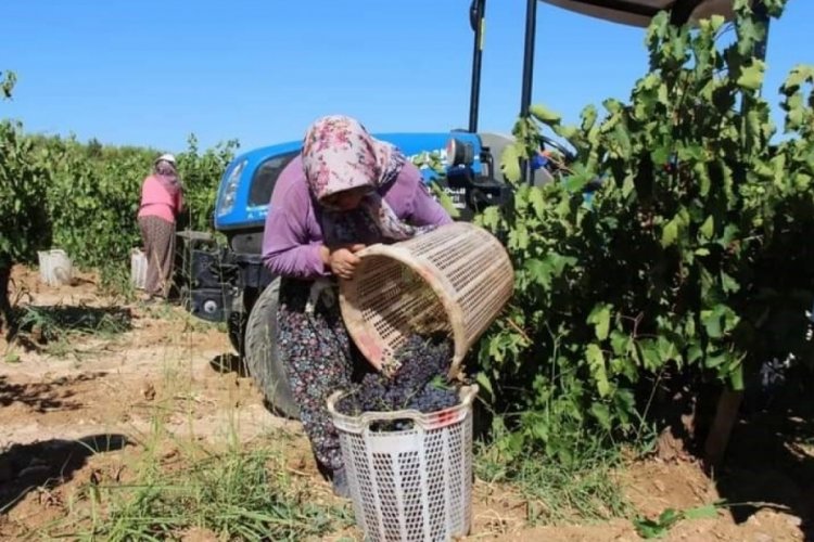 Denizli'de aşırı sıcaklar üzüm hasadını başlattı!