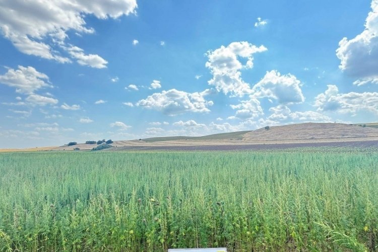 Uyuşturucu tarlası: 4 milyon 128 bin k&ouml;k kenevir ele ge&ccedil;irildi