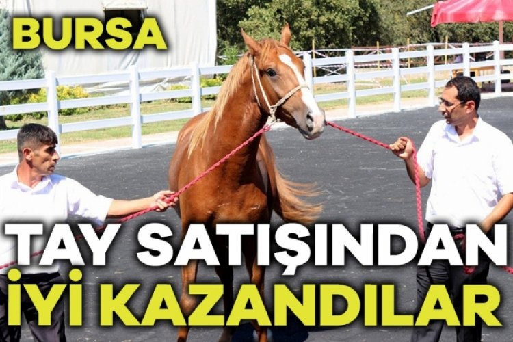 Bursa TİGEM'de tay satışından 20 milyon 845 bin liralık gelir elde edildi