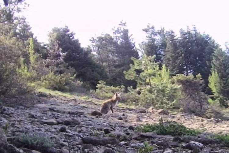Karab&uuml;k'te fotokapana yakalanan yaban hayvanlar g&ouml;r&uuml;nt&uuml;lendi!