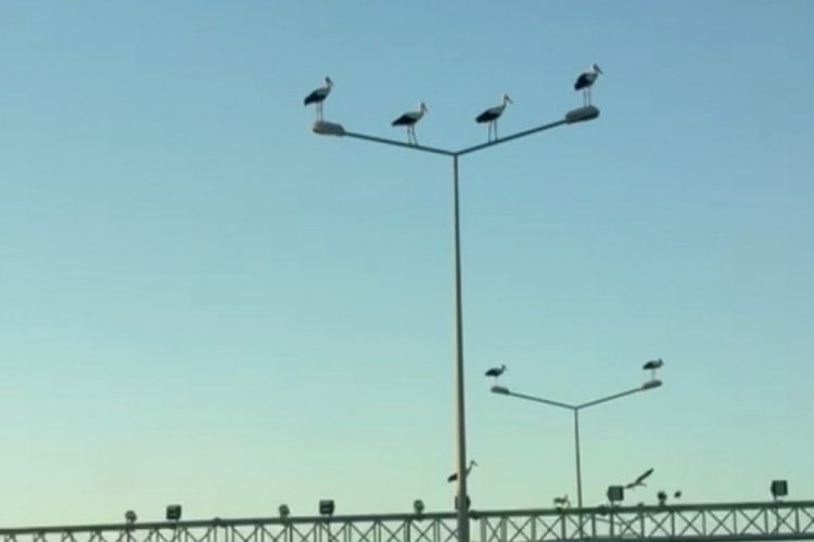 Tekirdağ'da  leyleklerin g&ouml;ky&uuml;z&uuml;nde muhteşem g&ouml;r&uuml;nt&uuml;leri mest etti!