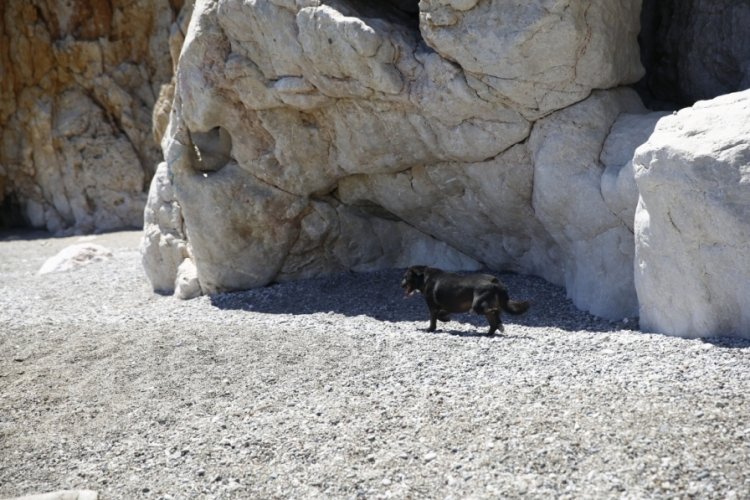 Antalya'da koyda mahsur kalan sevimli köpek ekiplerce kurtarıldı!