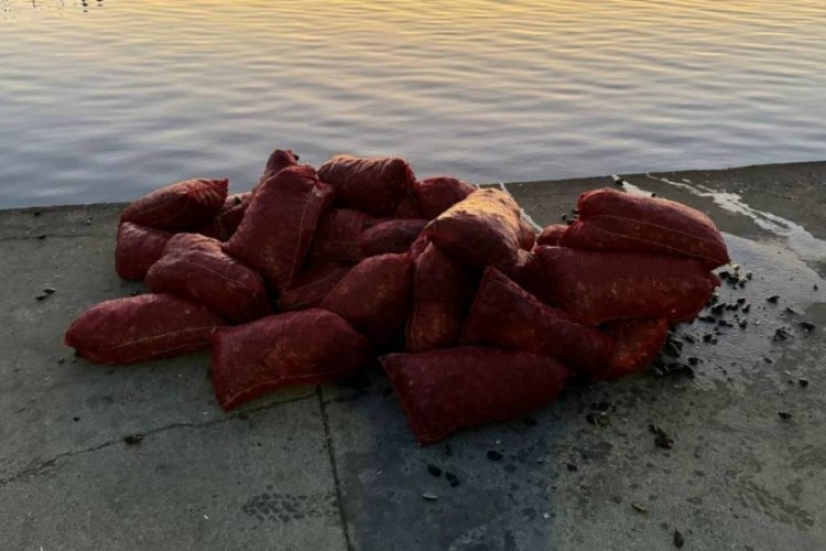 1 ton ka&ccedil;ak midye ele ge&ccedil;irildi!