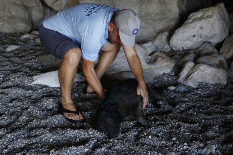Koydaki mağarada terk edilen k&ouml;pek kurtarıldı