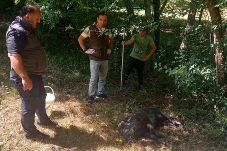 Zonguldak'ta kuyuya d&uuml;şen yaban domuzunu DKMP ekipleri kurtardı!