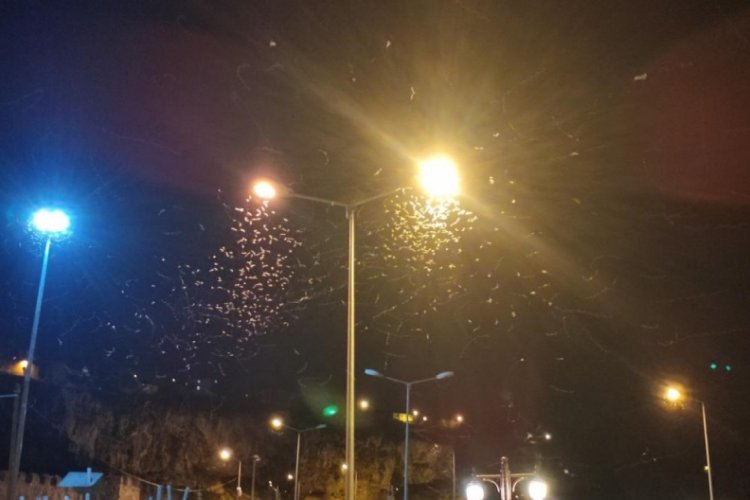 Ardahan'da kelebeklerin '&ouml;l&uuml;m dansı'