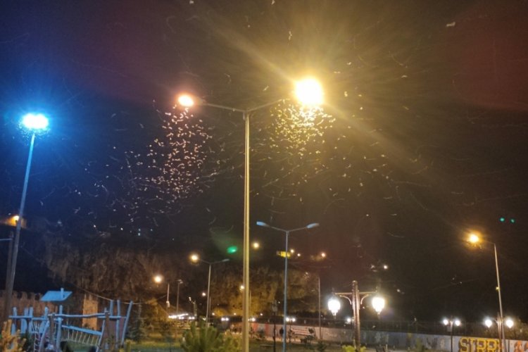 Ardahan'da ışıkların altında kelebeklerin "&ouml;l&uuml;m dansı" hayran bıraktı!