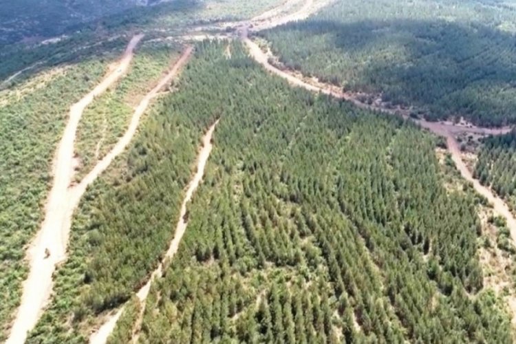 K&uuml;tahya'da yangın riskini azaltmak amacıyla yollarda bakım &ccedil;alışmaları devam ediyor!