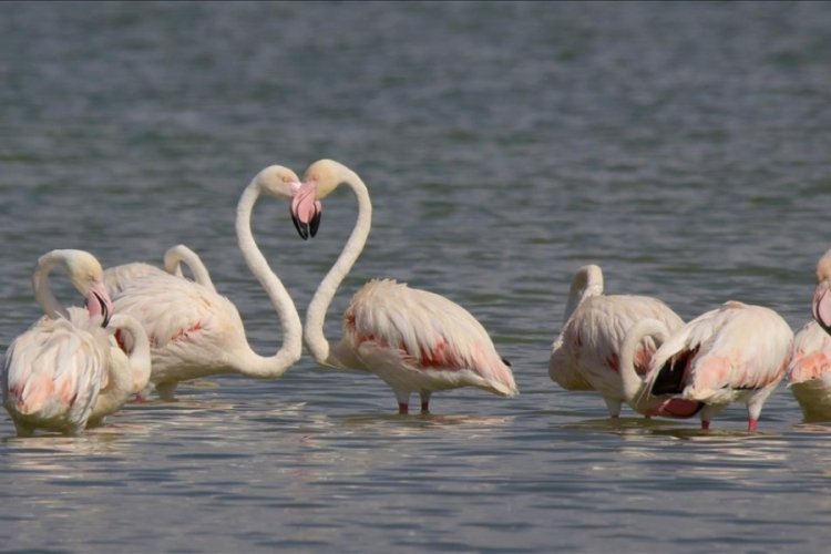 Van'da muhteşem görüntü:Erçek Gölü'nün(flamingoları)melekleri geldi!