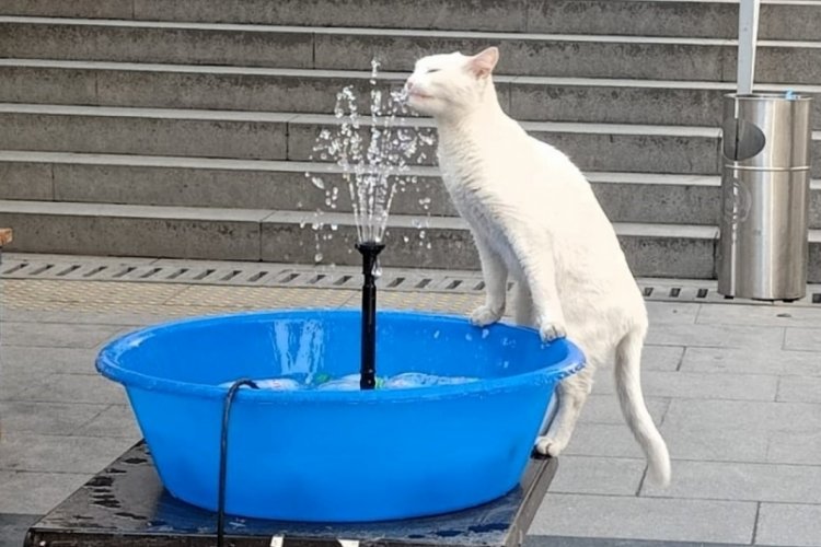 Denizli'de sıcaktan bunalan  sevimli kedi fıskiyeden kana kana su içti!