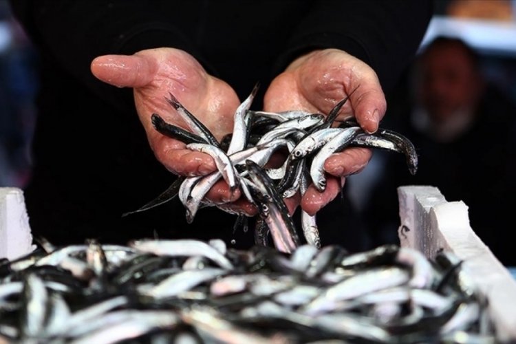 Hamsi avına yeni d&uuml;zenlemeler getirildi!