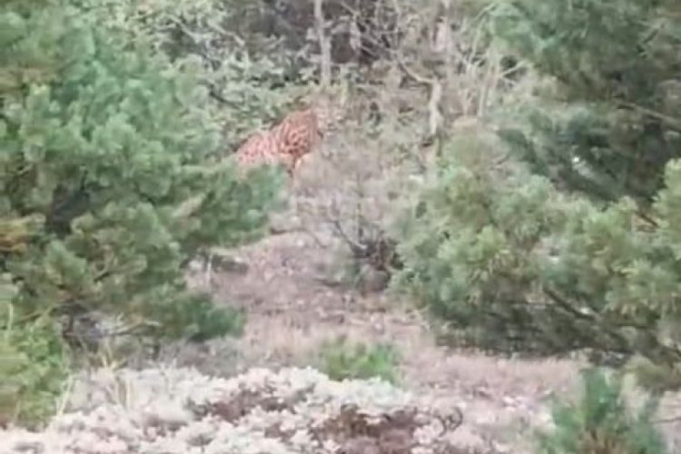 Tokat'ta kırmızı listede yer alan vaşak tedirgin halleriyle kamerada!