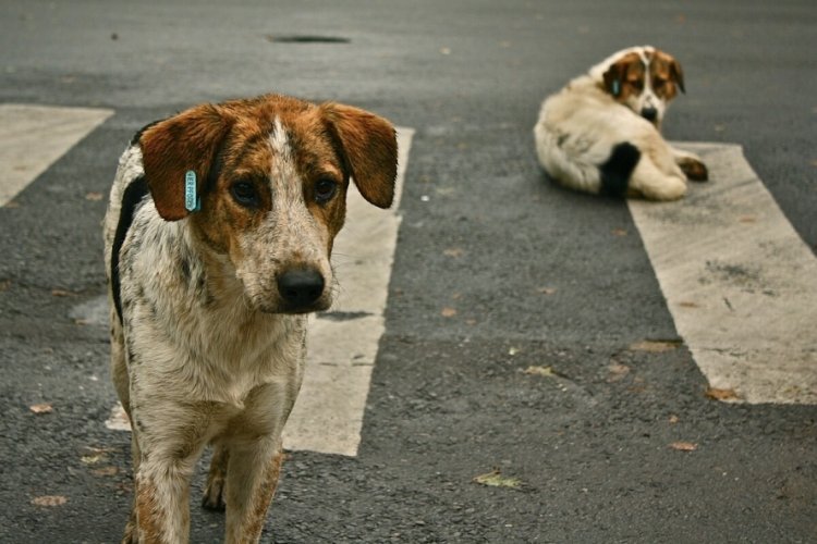 Ormanda 3 k&ouml;pek &ouml;l&uuml; bulundu!