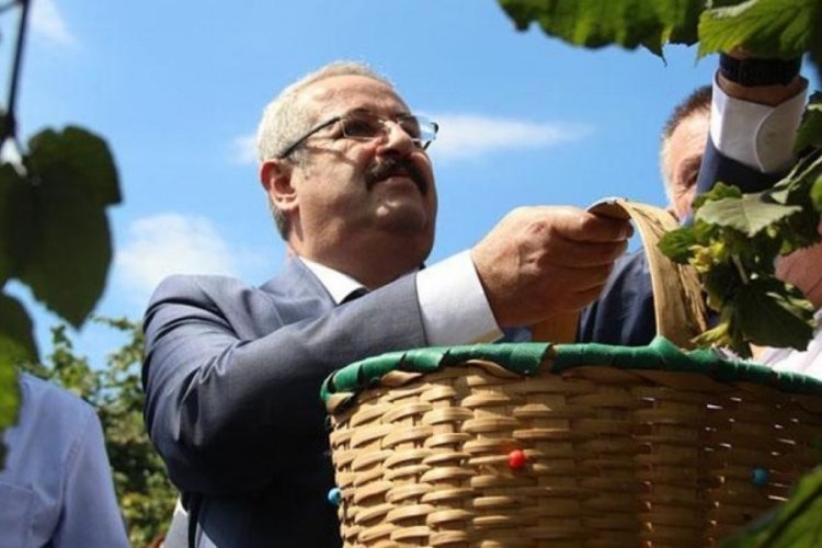 Fındık hasadı: 114 bin ton rekolte beklentisi