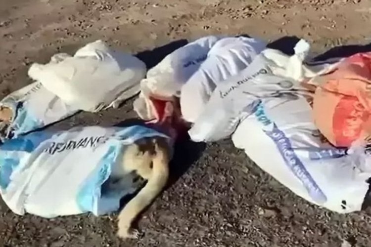 Edirne'de &ccedil;uvallarda &ouml;l&uuml; k&ouml;pekler bulundu: 4 ş&uuml;pheli g&ouml;zaltında