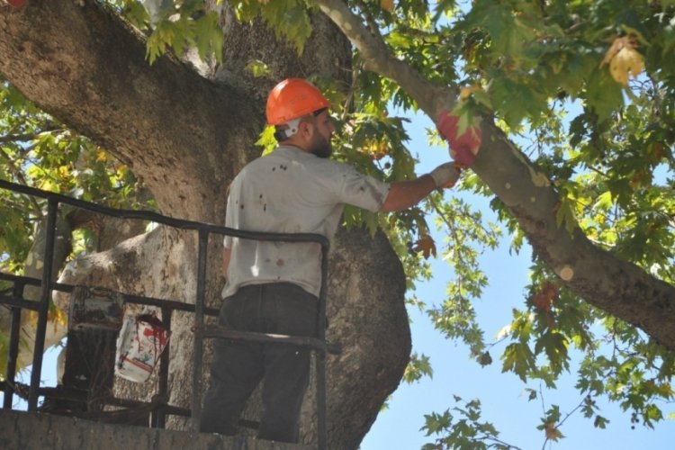 Bolu'da asırlık tarihi &ccedil;ınar ağacı &ouml;zenle bakıma alındı!