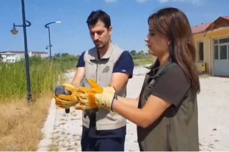 Van'da sağlığına kavuşan kuşlar doğal yaşam alanına bırakıldı!