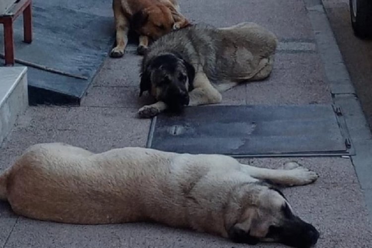 Metroda sahipsiz k&ouml;peğin ısırdığı turistten İBB'ye dava