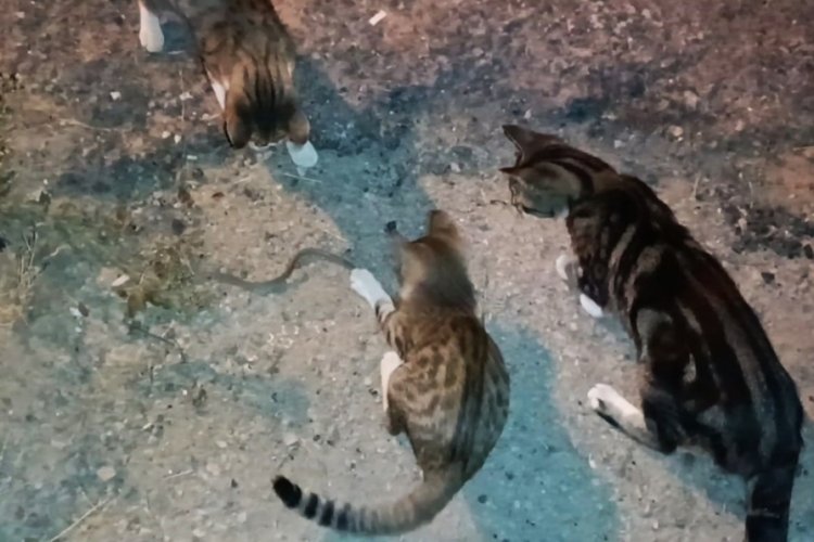 Karab&uuml;k'te yılan kedilere yenik d&uuml;şt&uuml;!
