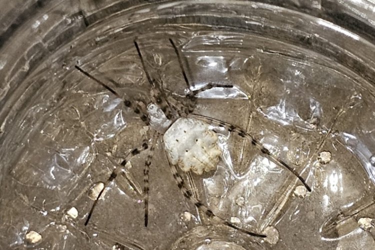 Siirt'te 'argiope lobata' zehirli örümcek vatandaşa korku dolu anlar yaşattı!