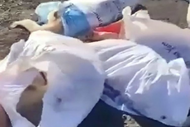 Edirne'de yaşanan k&ouml;pek katliamında 4 g&ouml;z altı!