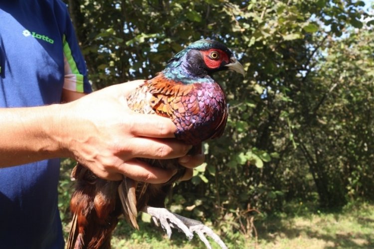 Giresun'da s&uuml;l&uuml;n ve keklik doğaya bırakıldı!