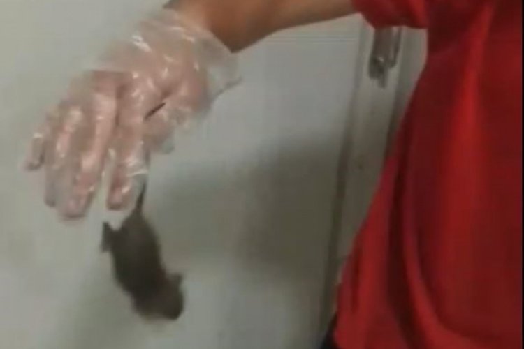 Fare elini ısırdı, 'bir şey olmaz dediler' iddiası