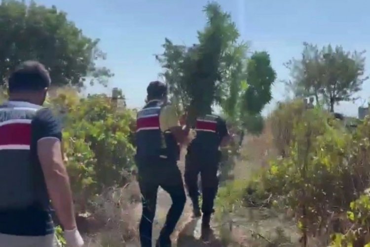 &Uuml;z&uuml;m bağları arasında uyuşturucu yetiştiren 2 kişi tutuklandı!