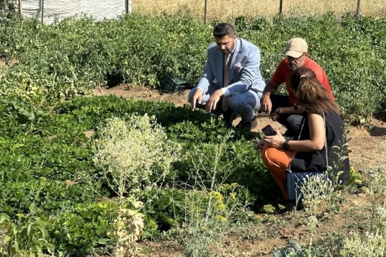 Hakkari'de çiftçiden ekonomiye katkı:Yer fıstığı üretimi artıyor!