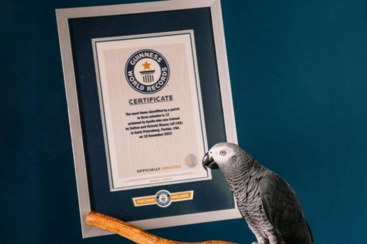 Fenomen papağan rekorlar kitabında!