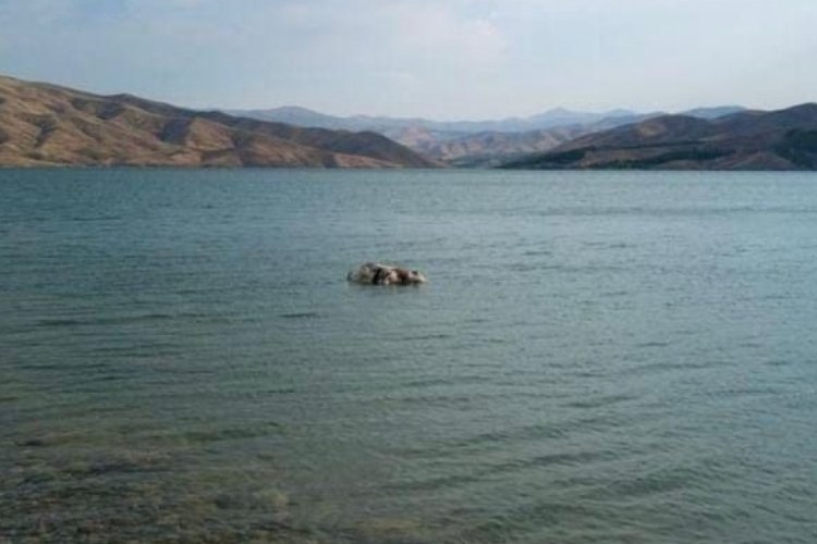 Elazığ'da sürüden kopan inek: Karakaya barajında ölü bulundu!