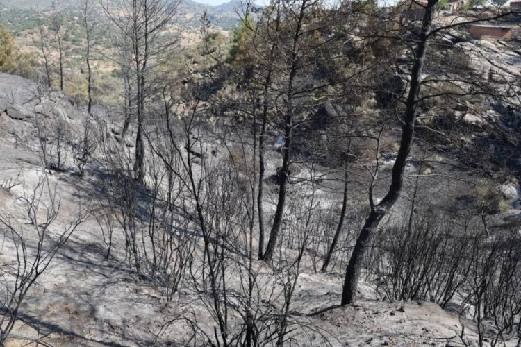 Muğla'da yangından geri kalan acı tablo g&uuml;n y&uuml;z&uuml;ne vurdu!