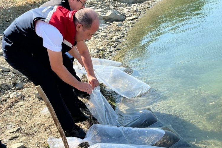 Tekirdağ'da 750 bin sazan yavrusu, 39 g&ouml;lete bırakılacak