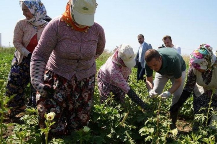 Balıkesir'de bamya hasadı başladı