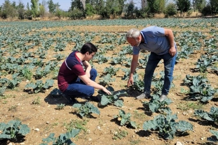 Afyonkarahisar'da brokoli ekili alanların titizlikle kontrolleri sağlandı! 