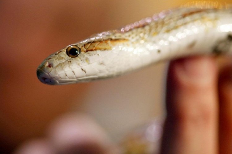 1 yaşındaki bebek oyuncak sandığı yılanı ısırarak &ouml;ld&uuml;rd&uuml;!