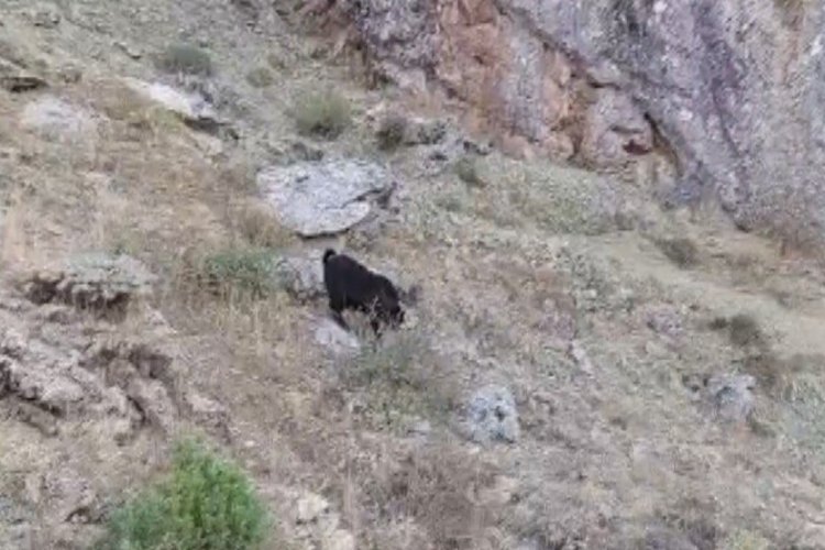&nbsp;Kahramanmaraş'ta 6 ke&ccedil;i kayalıklarda mahsur kaldı!