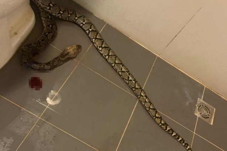 Tayland'da bir kişi evinde tuvaletini yaparken 3,5 metrelik pitonun saldırısına uğradı