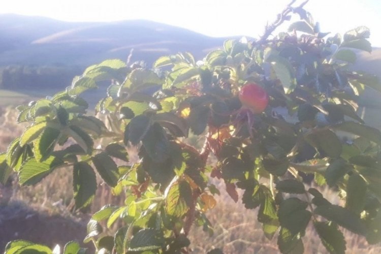 Bayburt'ta 400 d&ouml;n&uuml;m arazi &uuml;zerinde kuşburnu yetiştiriliyor