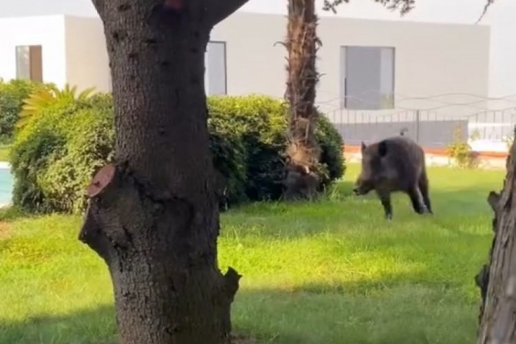 Bursa'da villaya ka&ccedil;ak giren domuz havuza b&ouml;yle d&uuml;şt&uuml;