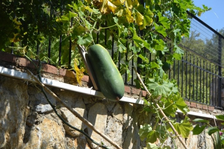 Çin'den salatalık tohumu getirdi! Huzurevinin bahçesinde dev salatalık yetiştirdi