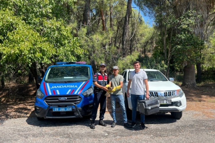 Aydın'da yaralı şahin tedavi altına alındı!