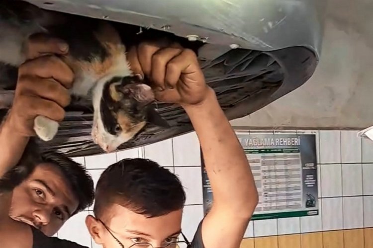 Samsun'da arabanın motoruna sıkışan kedi i&ccedil;in seferber oldular